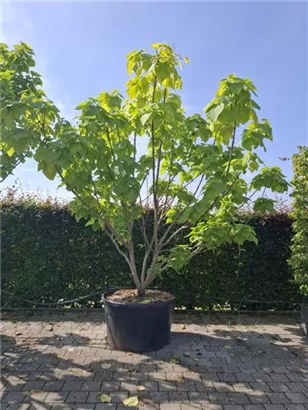 Reichfruchtender Trompetenbaum 'Aurea' - Catalpa bignonioides 'Aurea' - Formgehölze