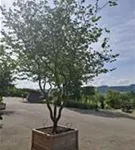 Eisenbaum - Parrotia persica - Unikum