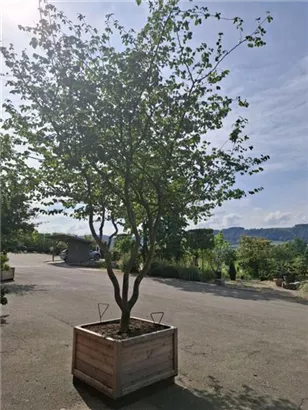 Eisenbaum - Parrotia persica - Unikum