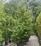 Eisenbaum 'Vanessa' - Parrotia persica 'Vanessa' - Formgehölze