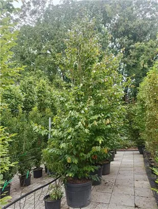 Eisenbaum 'Vanessa' - Parrotia persica 'Vanessa' - Formgehölze