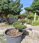 Japan.Zwergeibe - Taxus cuspidata 'Nana'