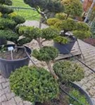 Japan.Zwergeibe - Taxus cuspidata 'Nana' Japan.Zwergeibe - Taxus cuspidata 'Nana'