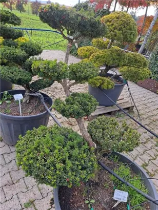 Japan.Zwergeibe - Taxus cuspidata 'Nana' Japan.Zwergeibe - Taxus cuspidata 'Nana'