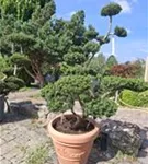 Japan.Zwergeibe - Taxus cuspidata 'Nana'