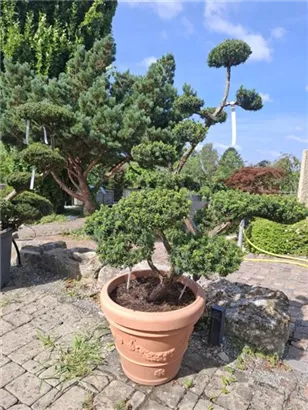 Japan.Zwergeibe - Taxus cuspidata 'Nana'