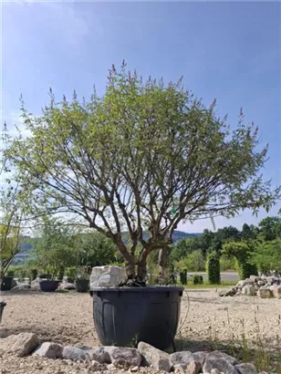 Mönchspfeffer - Vitex agnus-castus