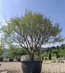 Mönchspfeffer - Vitex agnus-castus