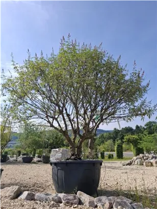 Mönchspfeffer - Vitex agnus-castus