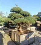 Zwerg-Silberkiefer - Pinus sylvestris 'Watereri' - Bonsai