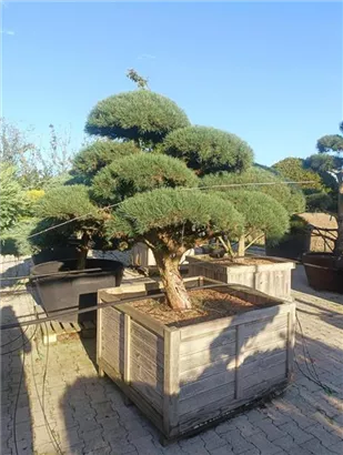 Zwerg-Silberkiefer - Pinus sylvestris 'Watereri' - Bonsai