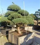 Zwerg-Silberkiefer - Pinus sylvestris 'Watereri' - Bonsai