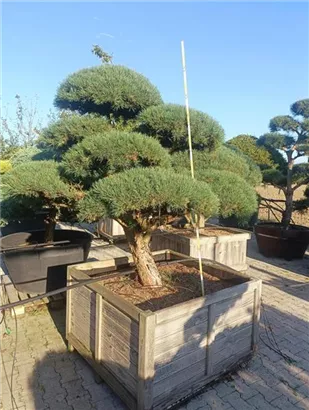 Zwerg-Silberkiefer - Pinus sylvestris 'Watereri' - Bonsai
