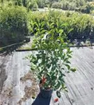 Glanzmispel 'Red Robin' - Photinia fraseri 'Red Robin' - Heckenpflanzen