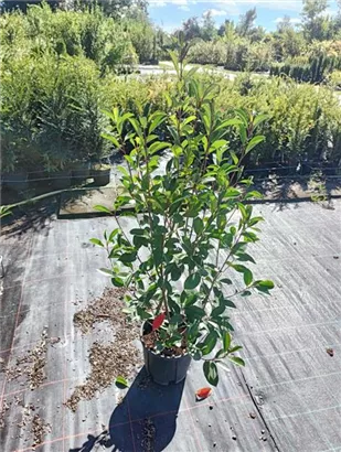 Glanzmispel 'Red Robin' - Photinia fraseri 'Red Robin' - Heckenpflanzen