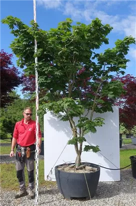 Japanischer Ahorn 'Vitifolium' - Acer japonicum 'Vitifolium'