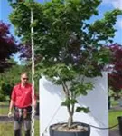 Japanischer Ahorn 'Vitifolium' - Acer japonicum 'Vitifolium'