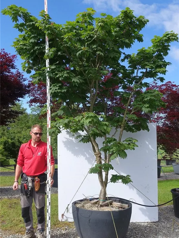 Japanischer Ahorn 'Vitifolium' - Acer japonicum 'Vitifolium'