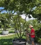 Fächerahorn - Acer palmatum - Unikum