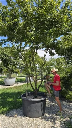Fächerahorn - Acer palmatum - Unikum