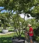 Fächerahorn - Acer palmatum - Unikum