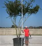 Fächerahorn - Acer palmatum - Unikum