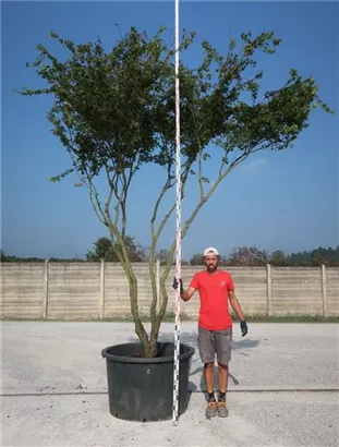 Fächerahorn - Acer palmatum - Unikum