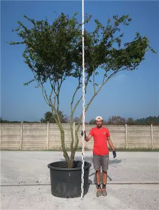 Fächerahorn - Acer palmatum - Unikum