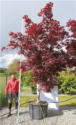 Roter Fächerahorn 'Bloodgood' - Acer palmatum 'Bloodgood' - Unikum