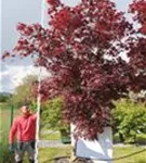 Roter Fächerahorn 'Bloodgood' - Acer palmatum 'Bloodgood' - Unikum