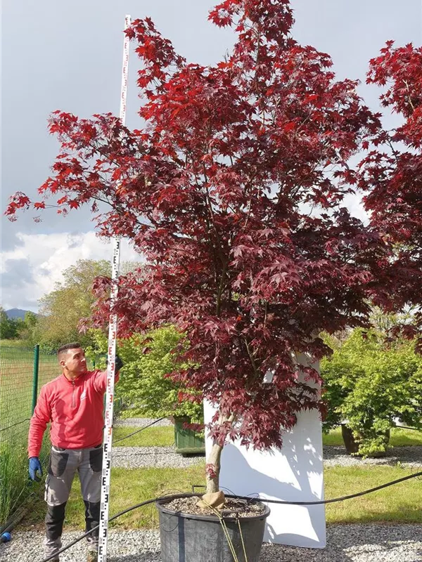 Roter Fächerahorn 'Bloodgood' - Acer palmatum 'Bloodgood' - Unikum