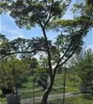 Fächerahorn 'Masu-kagamii' - Acer palmatum 'Masu-kagamii'