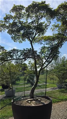 Fächerahorn 'Masu-kagamii' - Acer palmatum 'Masu-kagamii'
