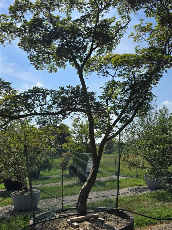 Fächerahorn 'Masu-kagamii' - Acer palmatum 'Masu-kagamii'