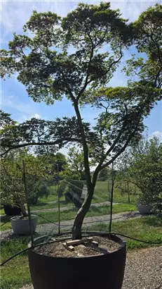 Fächerahorn 'Masu-kagamii' - Acer palmatum 'Masu-kagamii'