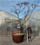 Fächerahorn 'Masu-kagamii' - Acer palmatum 'Masu-kagamii'