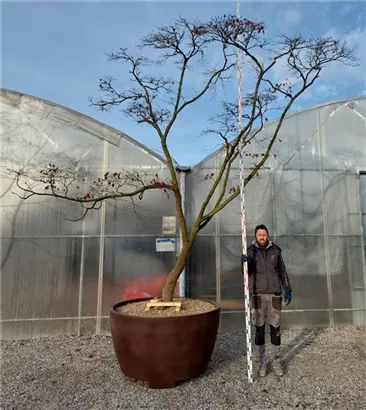 Fächerahorn 'Masu-kagamii' - Acer palmatum 'Masu-kagamii'