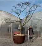 Fächerahorn 'Masu-kagamii' - Acer palmatum 'Masu-kagamii'