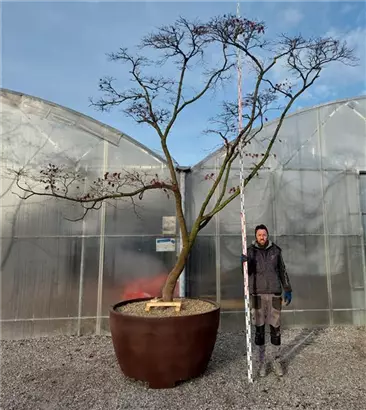 Fächerahorn 'Masu-kagamii' - Acer palmatum 'Masu-kagamii'