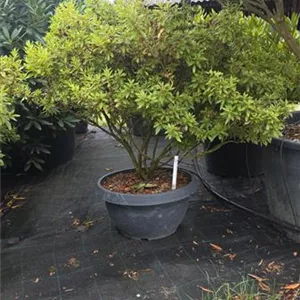 Azalea satsuki 'macrosepalum Seigahia'