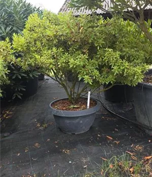 Azalea satsuki 'macrosepalum Seigahia'