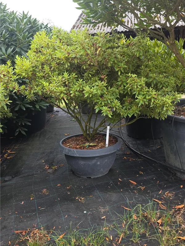 Azalea satsuki 'macrosepalum Seigahia' Azalea satsuki 'macrosepalum Seigahia'