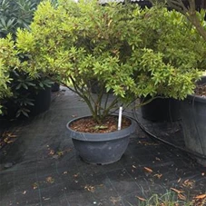 Azalea satsuki 'macrosepalum Seigahia', Schirm NPat 80- 100