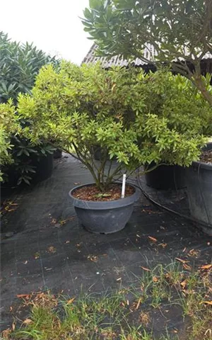 Azalea satsuki 'macrosepalum Seigahia'