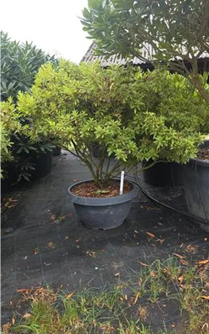 Azalea satsuki 'macrosepalum Seigahia'