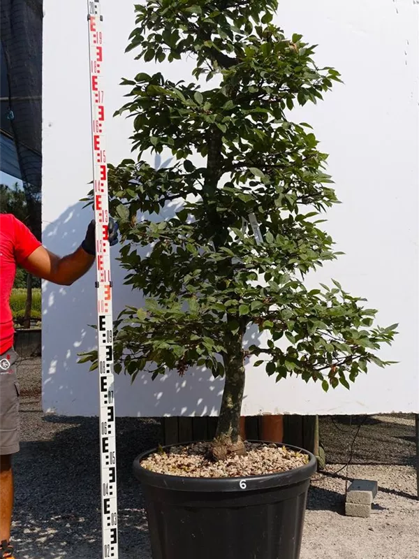 Hainbuche,Weißbuche - Carpinus betulus - Bonsai