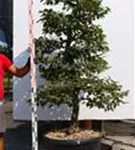 Hainbuche,Weißbuche - Carpinus betulus - Bonsai