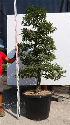 Hainbuche,Weißbuche - Carpinus betulus - Bonsai