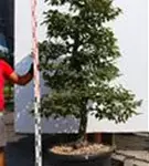 Hainbuche,Weißbuche - Carpinus betulus - Bonsai