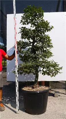Hainbuche,Weißbuche - Carpinus betulus - Bonsai